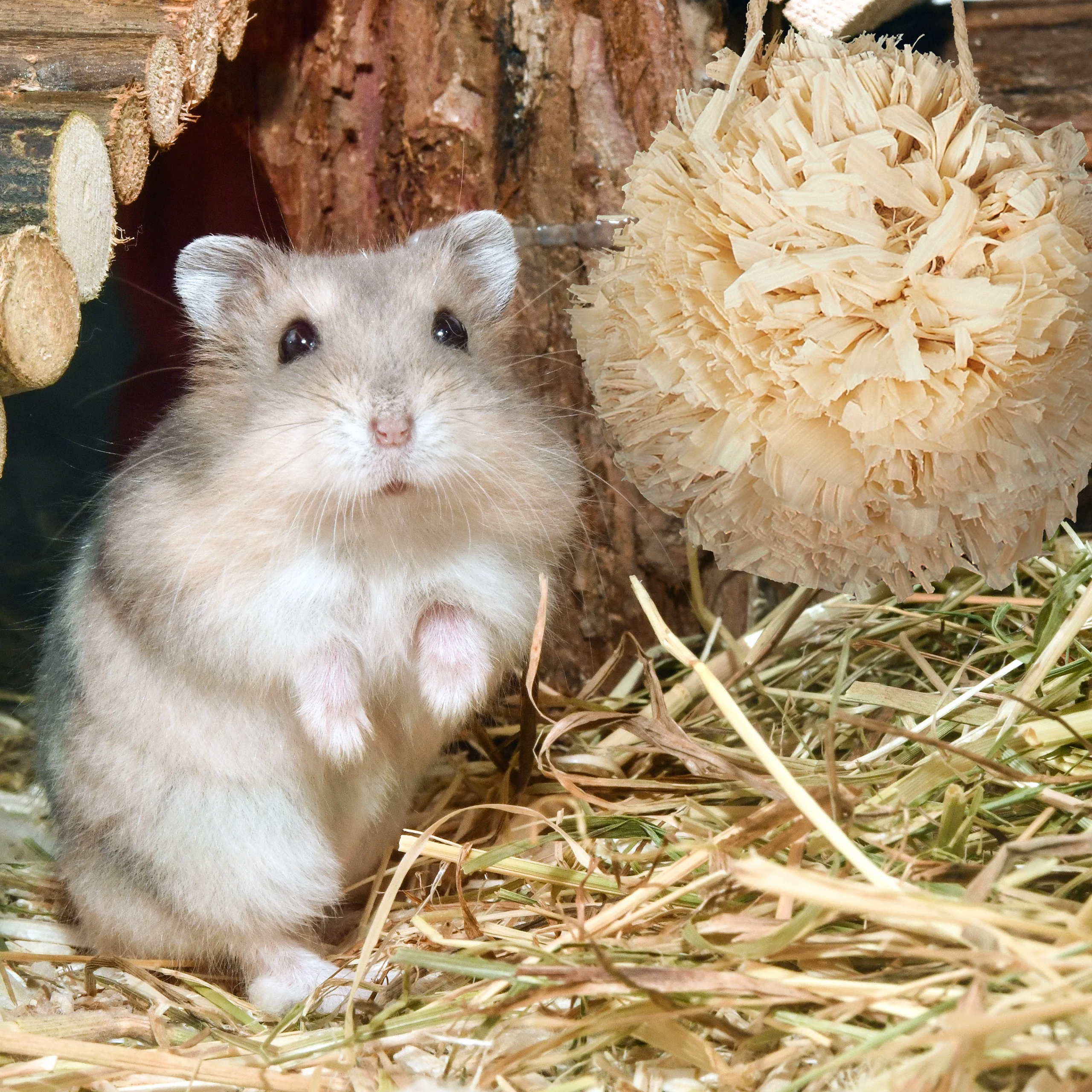Hamster Zubehör Set 5 tlg. - Image 5