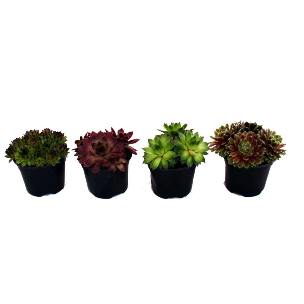 Hauswurz - sempervivum - Mutterartikel - Image 2