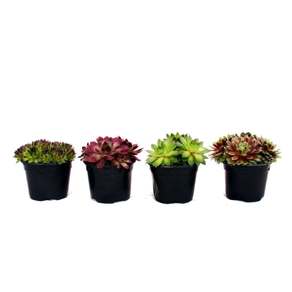 Hauswurz - sempervivum - Mutterartikel - Image 3