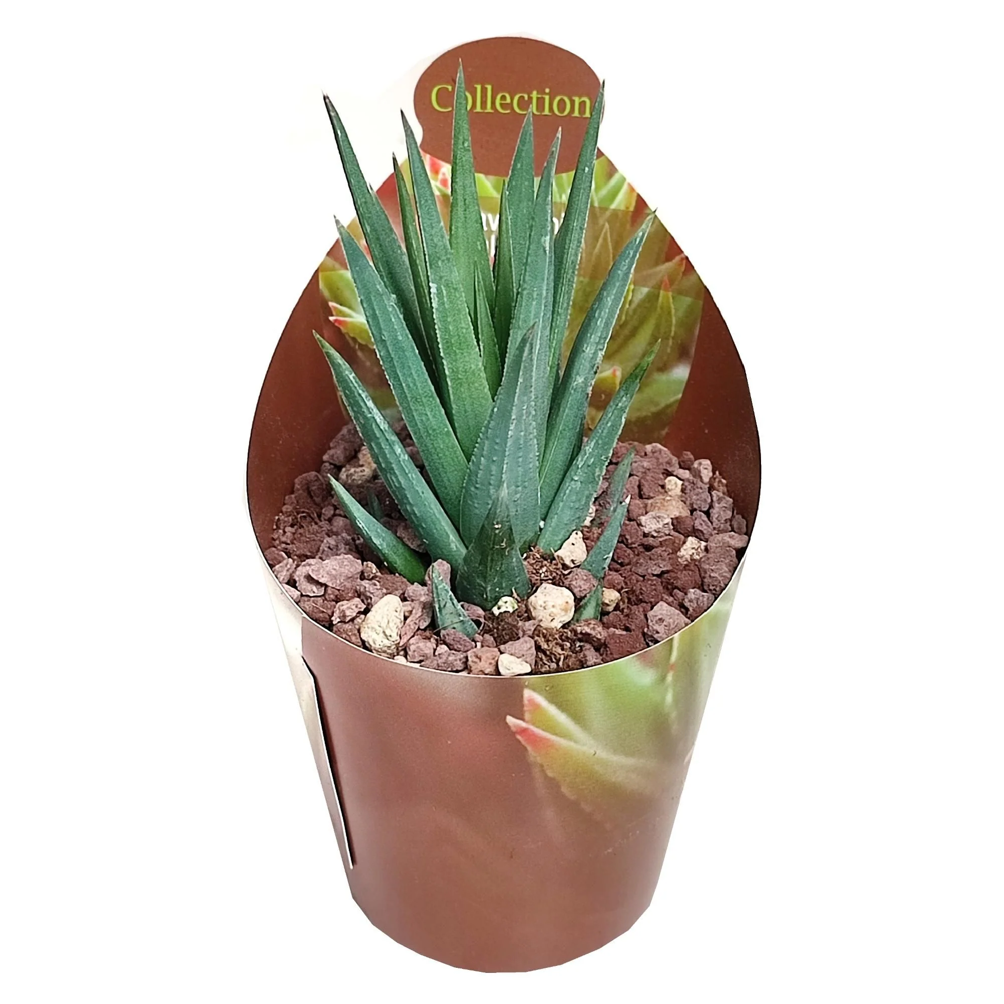 Haworthia glauca - seltene Haworthie - Rarität - 6,5cm Topf - 15cm hoch