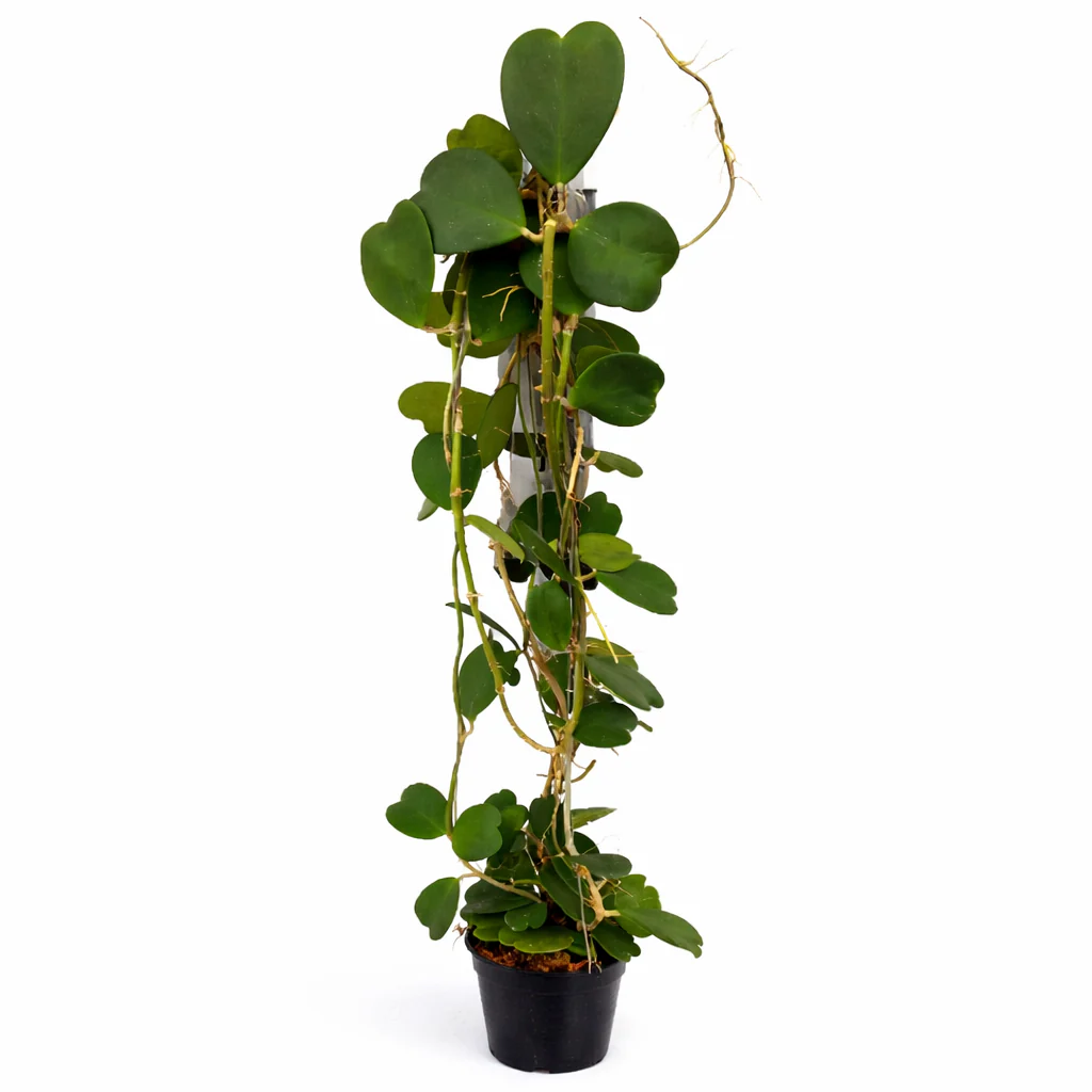 Hoya kerii - Herzblatt-Pflanze - Solitär Mutterpflanze - Ampel - ca. 130cm hoch