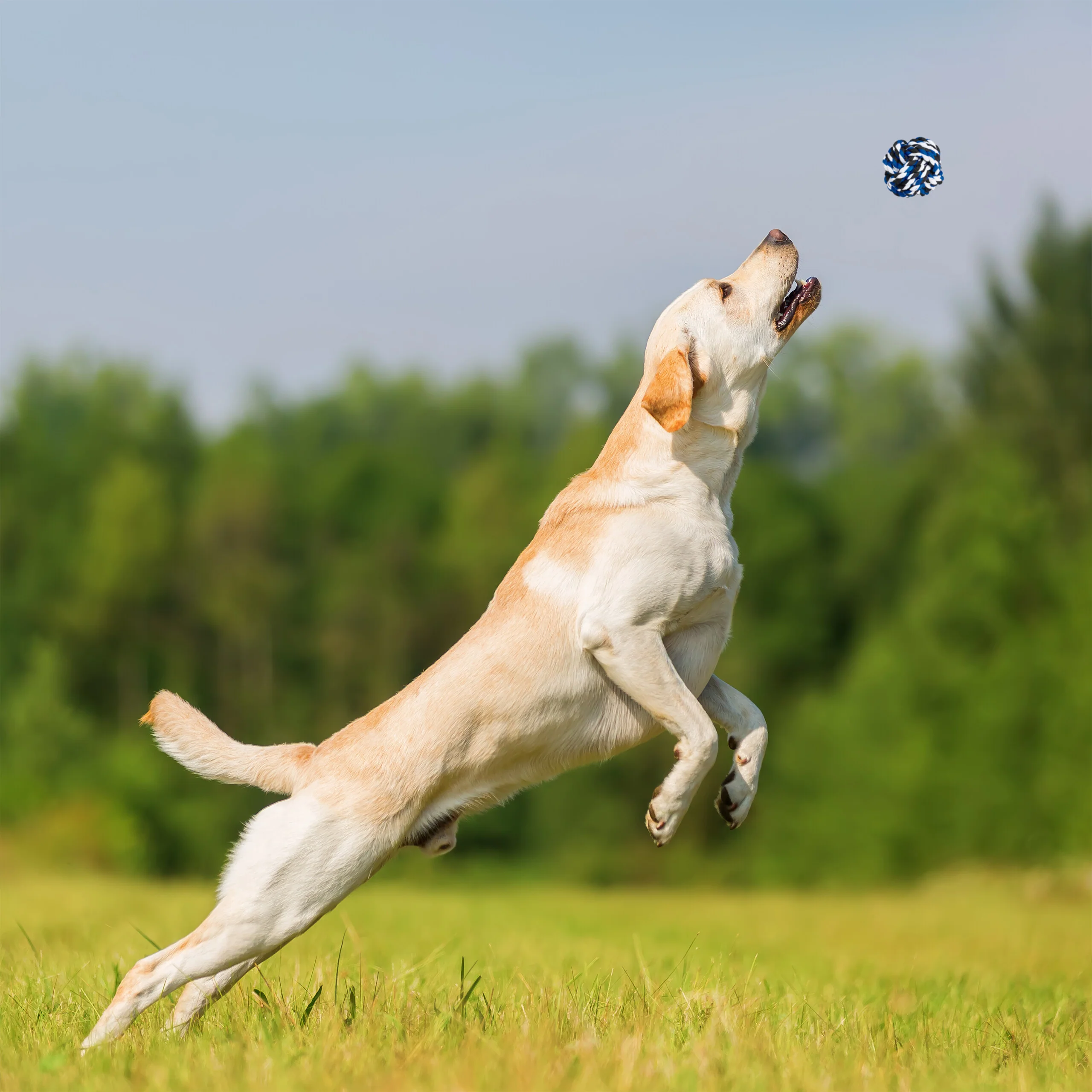 Hundespielzeug Set 4-teilig - Image 2