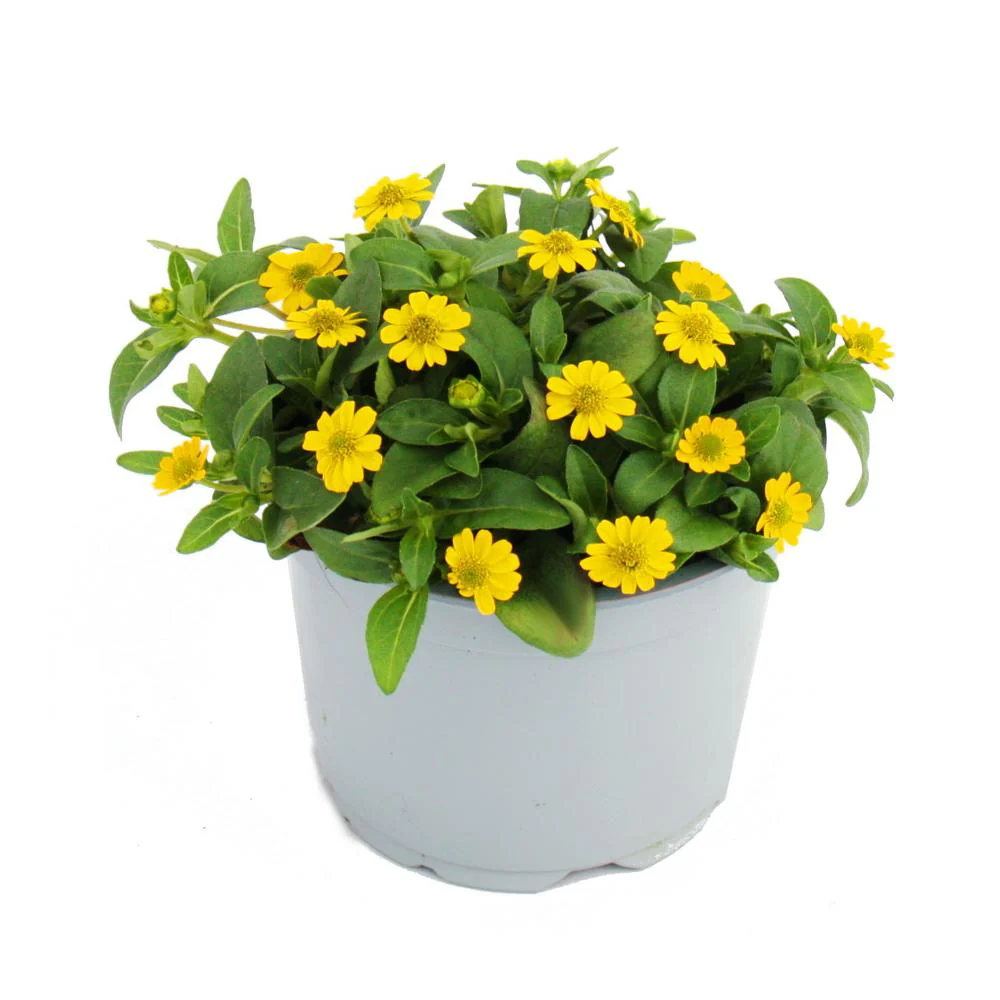 Bouton Hussard - jaune - Sanvitalia - 12cm - set de 3 plantes - Image 2