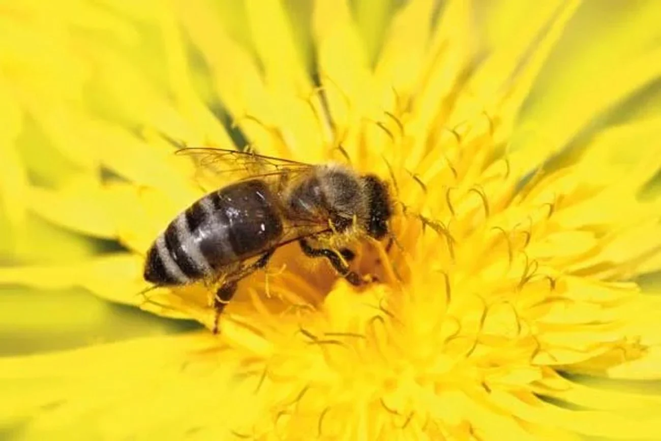 Insektenhotel XXL für Wildbienen, Marienkäfer & Schmetterlinge – Artenschutz im Garten