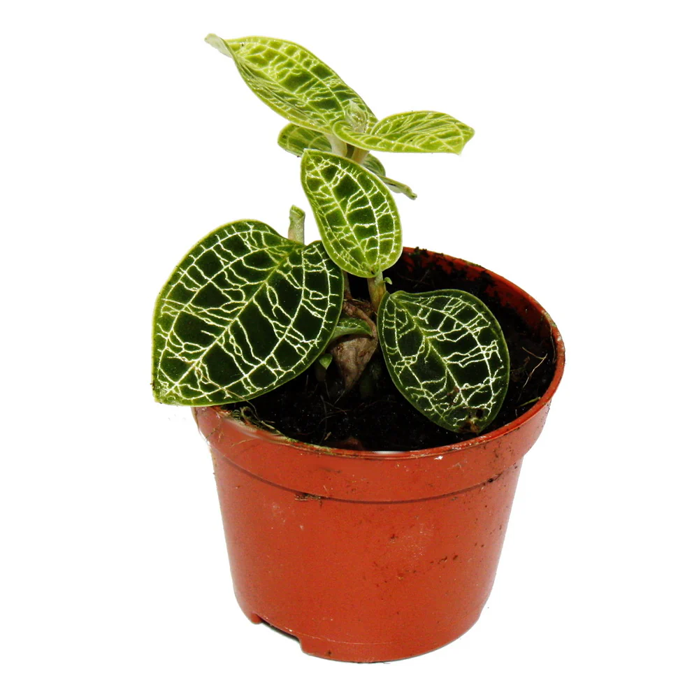 Juwelorchidee - Macodes petola Emerald - Mini-Erdorchidee mit ausgefallenen Blättern - 6cm Topf - Image 2