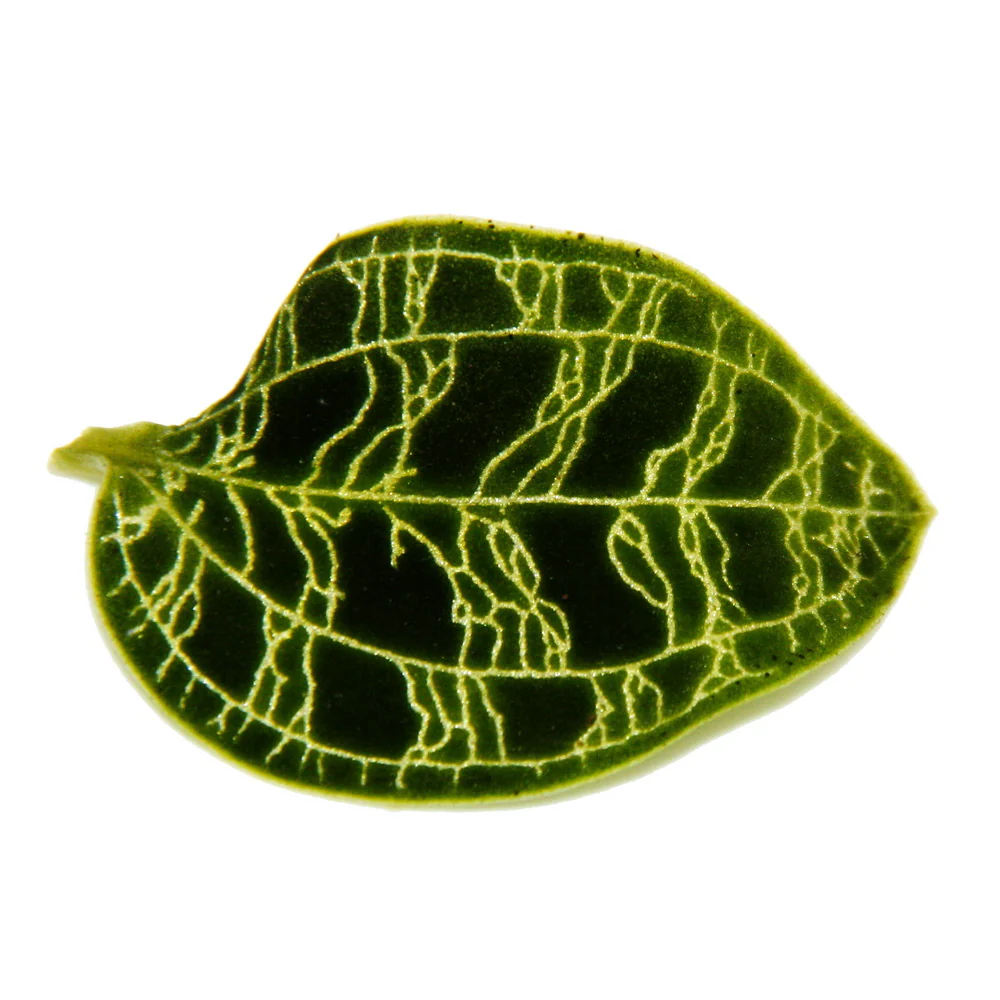 Juwelorchidee - Macodes petola Emerald - Mini-Erdorchidee mit ausgefallenen Blättern - 6cm Topf - Image 3