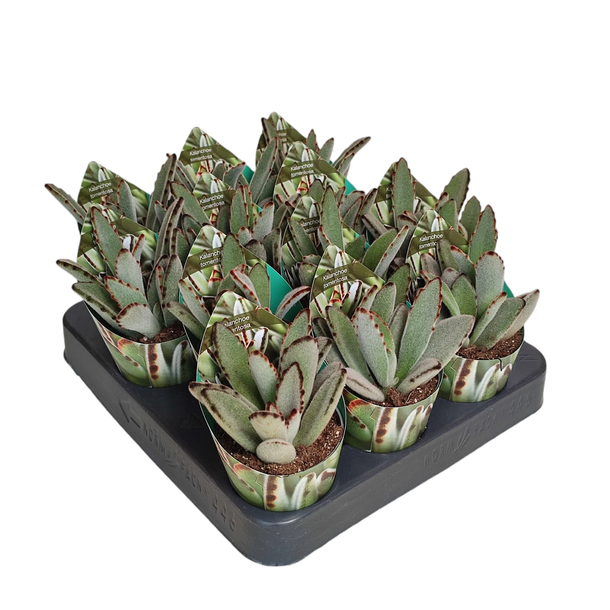 Kalanchoe tomentosa - Hasenöhrchen - Rarität - 6,5cm Topf - 15cm hoch - Image 3