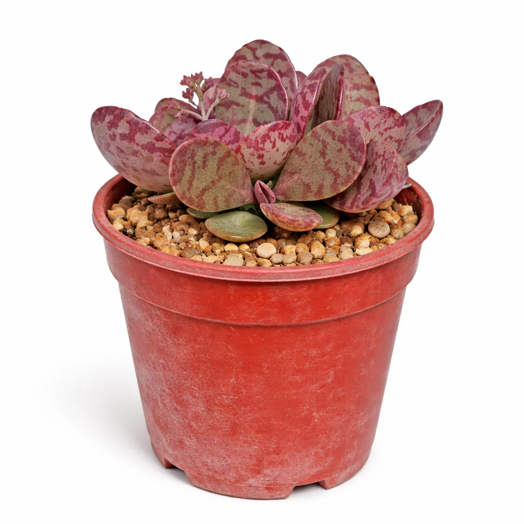 Kalanchoe Zebra - seltenes Dickblattgewächs - Rarität - 6,5cm Topf - 15cm hoch - Image 2