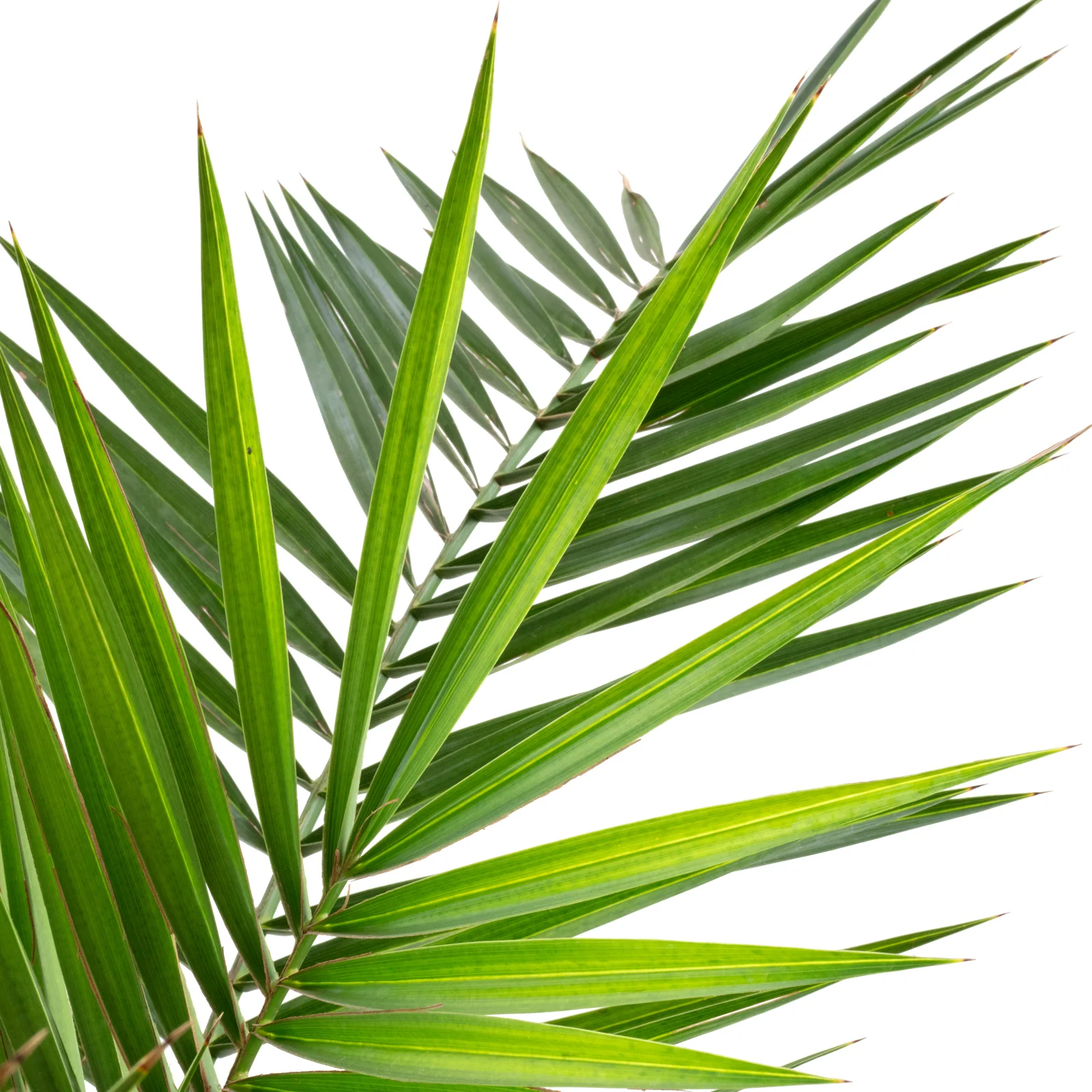 Kanarische Dattelpalme - Phoenix Canariensis - Höhe ca. 130 cm, Topf-Ø 22 cm - Image 2