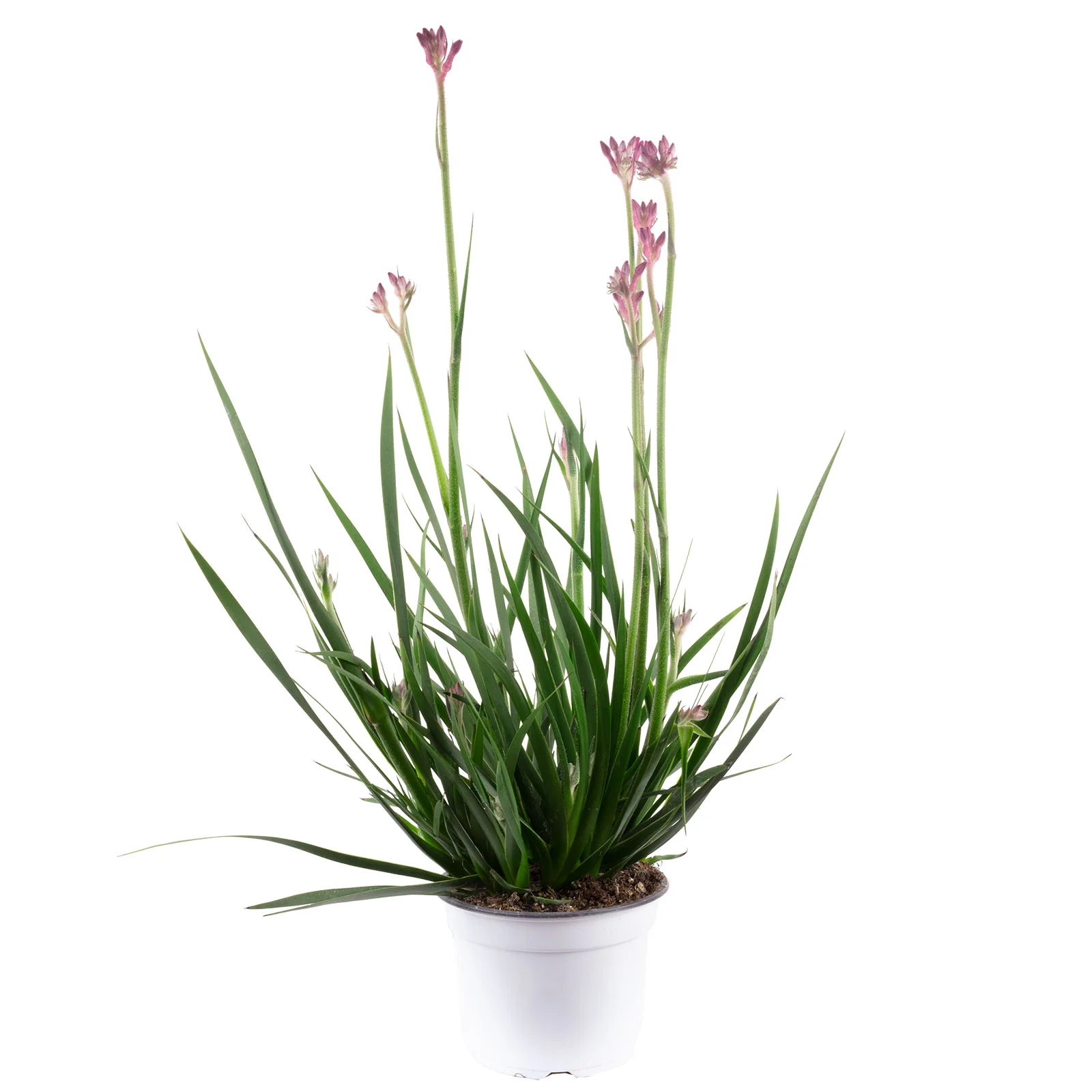 Kängurublume Mix - Anigozanthos Flavida - Höhe ca. 40 cm, Topf-Ø 14 cm