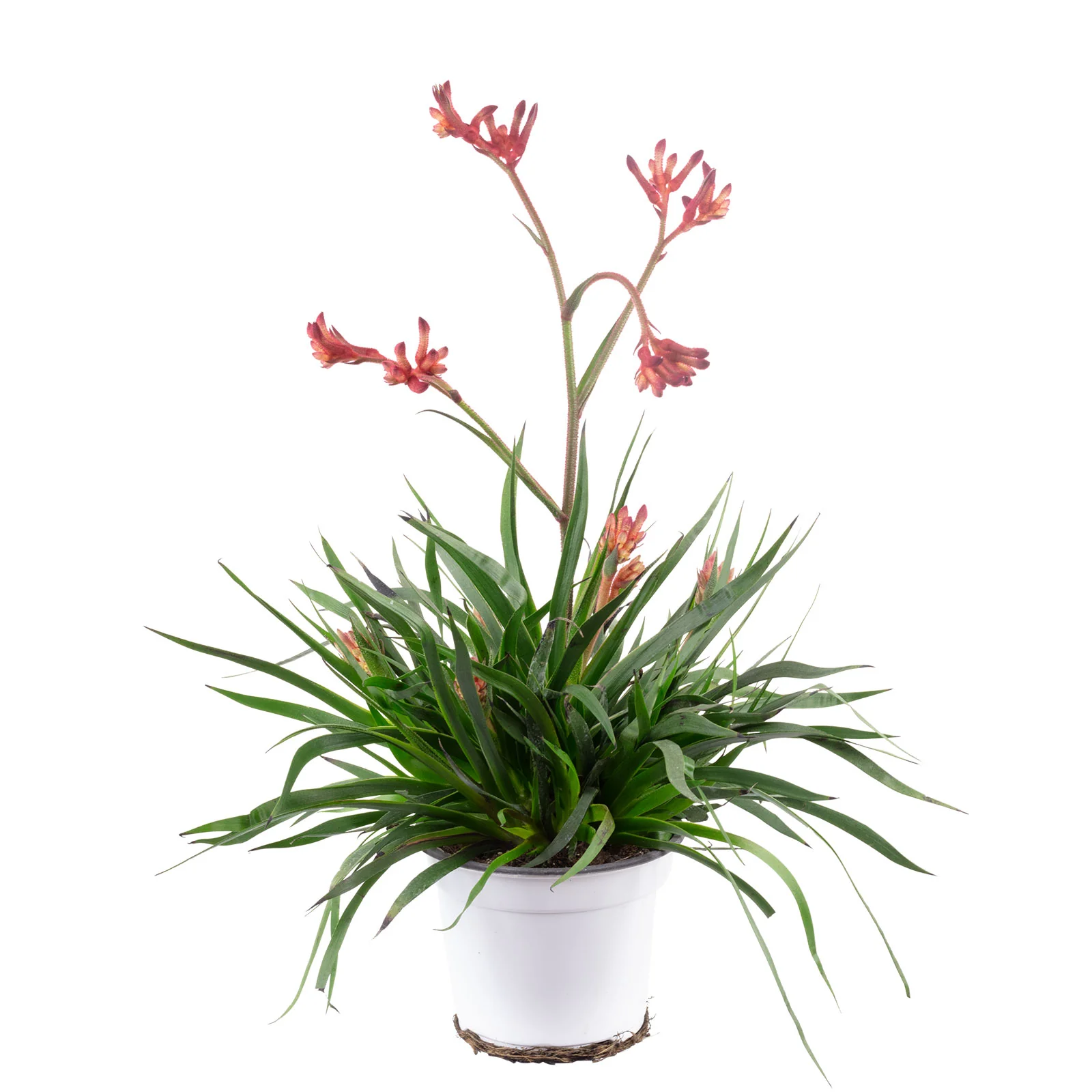 Kängurublume Mix - Anigozanthos Flavida - Höhe ca. 40 cm, Topf-Ø 14 cm - Image 3