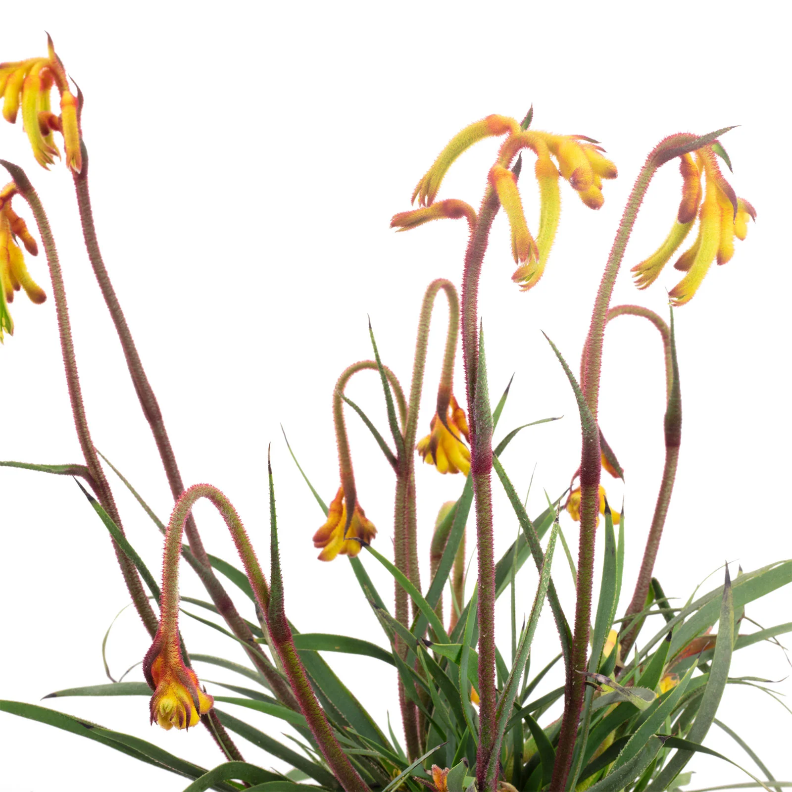 Kängurublume Mix - Anigozanthos Flavida - Höhe ca. 40 cm, Topf-Ø 14 cm - Image 6