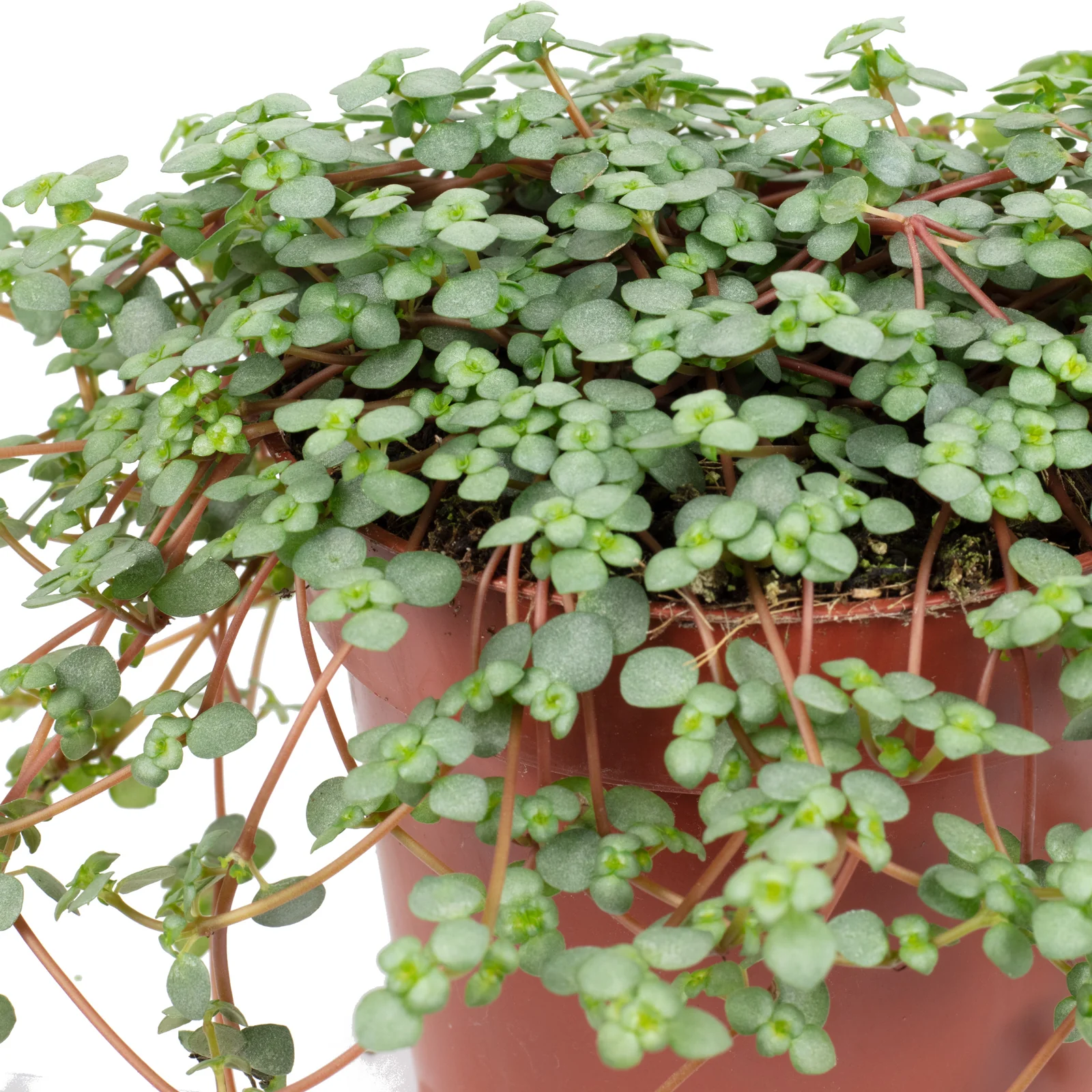 Kanonierblume 'Smit Chique' - Pilea glauca - Höhe ca. 20 cm, Topf-Ø 10,5 cm - Image 2