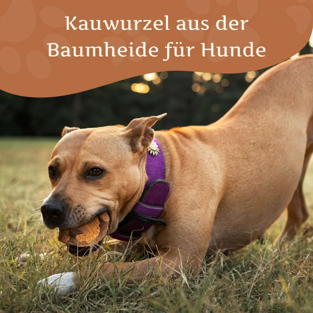 Kauwurzel aus Baumheide - Image 52