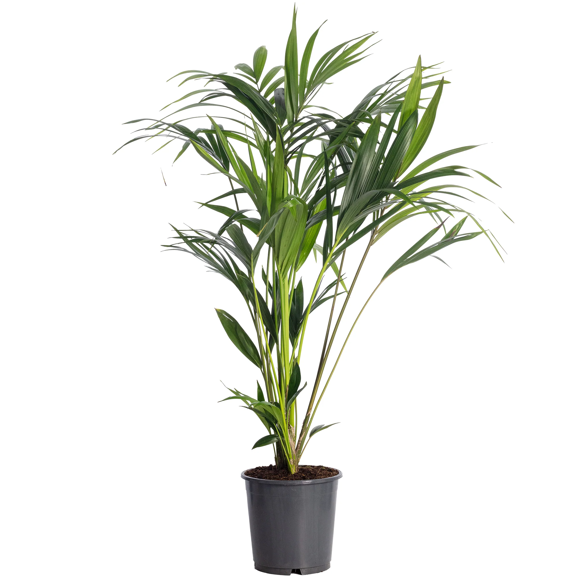 Kentiapalme 6 Triebe - Howea Forsteriana - Höhe ca. 120 cm, Topf-Ø 24 cm