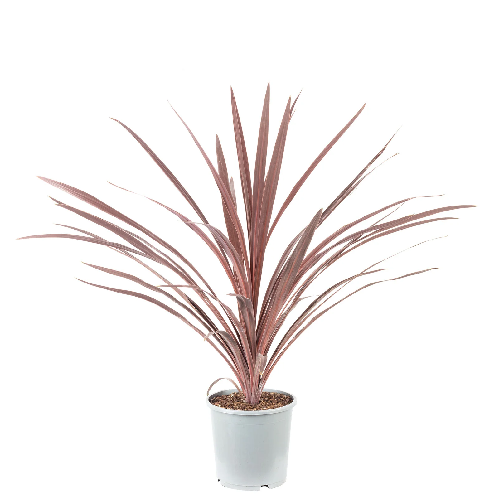 Keulenlilie - Cordyline australis 'Red Star' - Höhe ca. 65 cm, Topf-Ø 17 cm