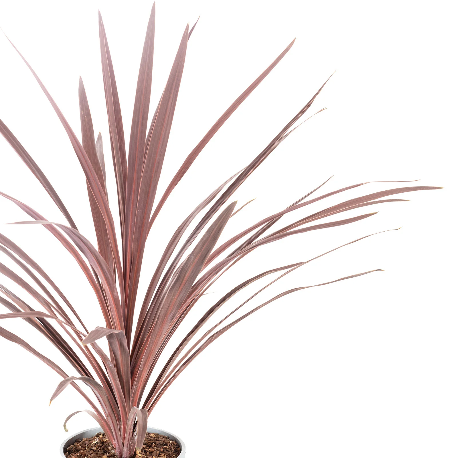 Keulenlilie - Cordyline australis 'Red Star' - Höhe ca. 65 cm, Topf-Ø 17 cm - Image 2