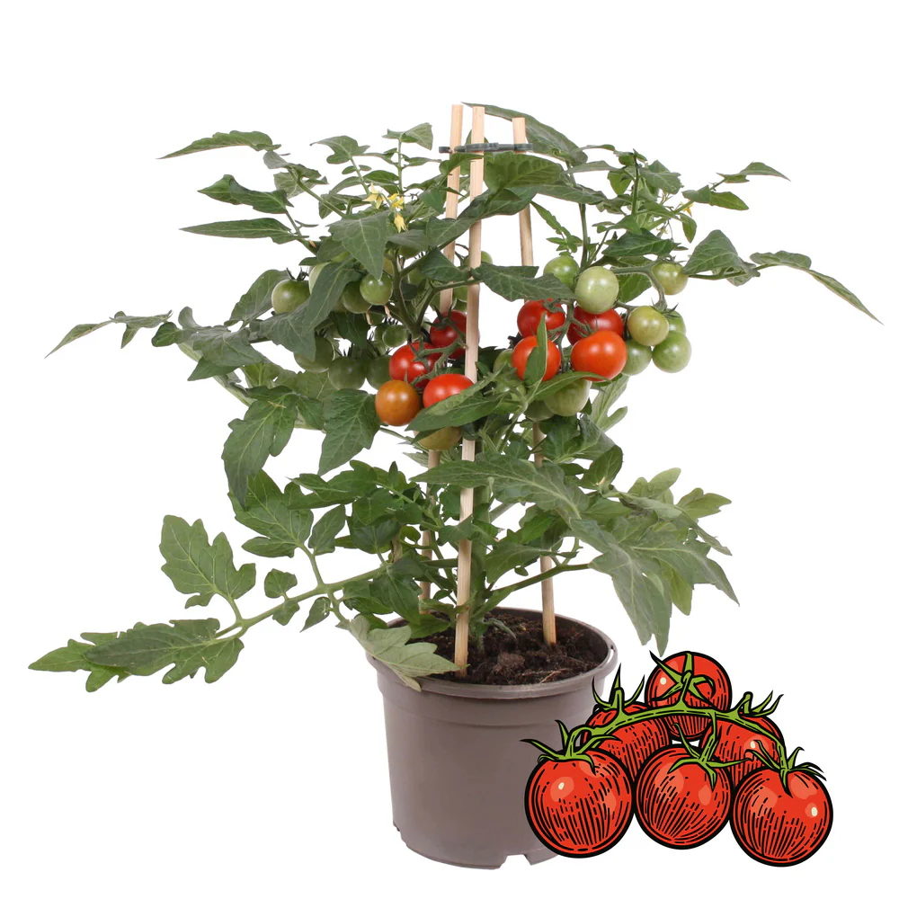 Kirschtomate Cherrytomate Pflanze mit vielen Früchten für Balkon und Garten 14cm Topf Gemüse-To-Go - Image 2