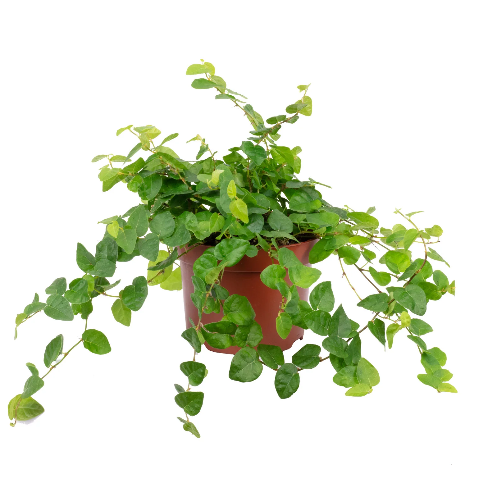 Kletter-Feige grün - Ficus pumila - Höhe ca. 15 cm, Topf-Ø 10 cm