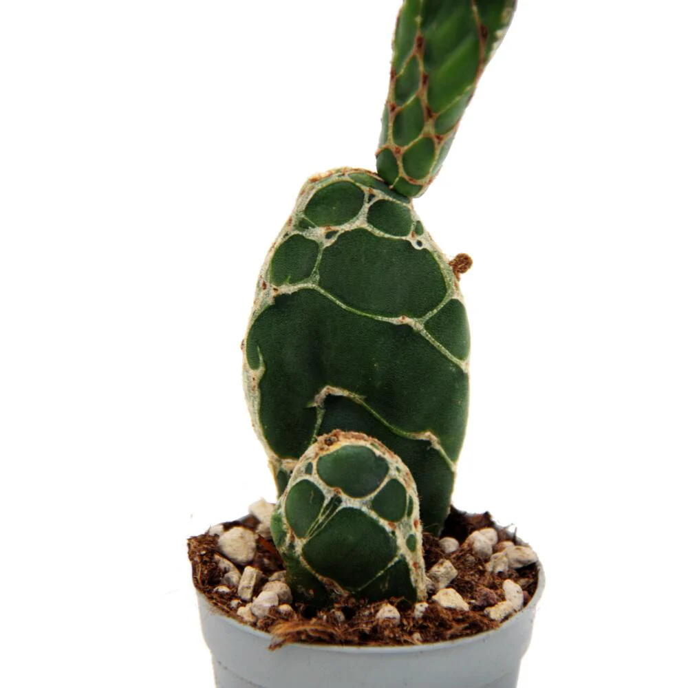 Kobra-Kaktus - Opuntia reticulata "Cobra" - augefallener Ohrenkaktus - 6,5cm Topf - Image 3