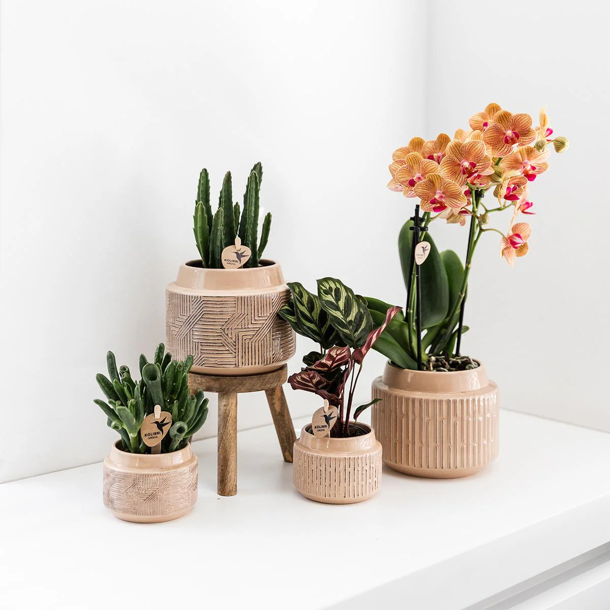 Kolibri Greens | Plante verte - Stapelia - Ø9cm - Image 3