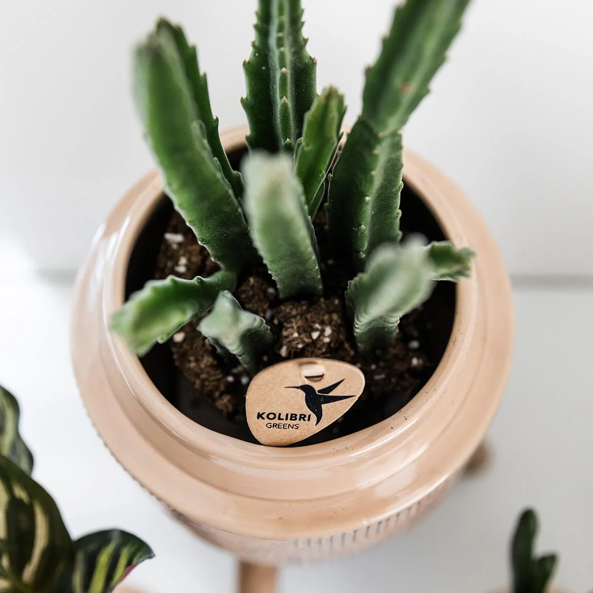 Kolibri Greens | Plante verte - Stapelia - Ø9cm - Image 4