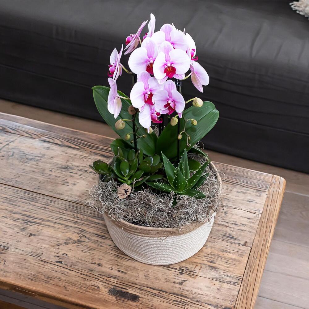 Kolibri Orchideen - Rosa Phalaenopsis Orchidee - Niagara Fall - Topfgröße 12cm - frisch vom Züchter - Image 2
