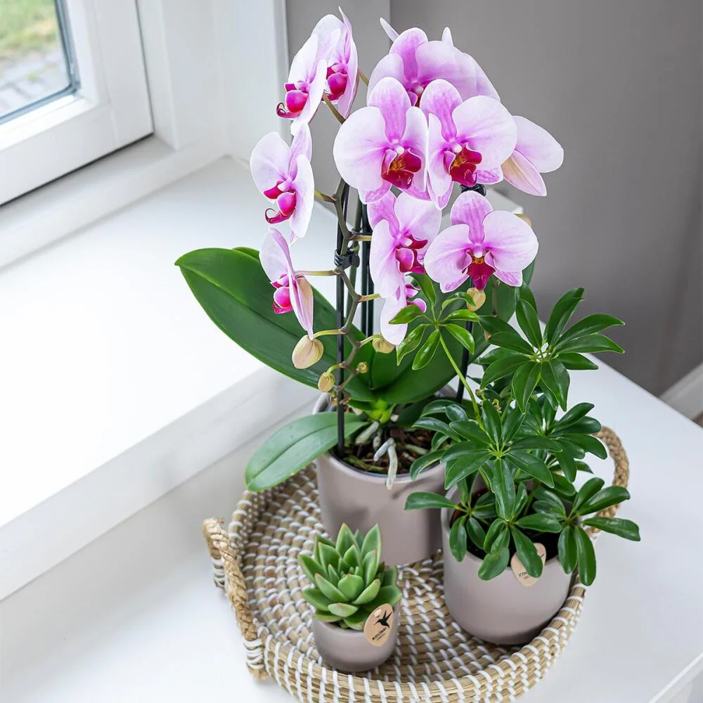 Kolibri Orchideen - Rosa Phalaenopsis Orchidee - Niagara Fall - Topfgröße 12cm - frisch vom Züchter - Image 4