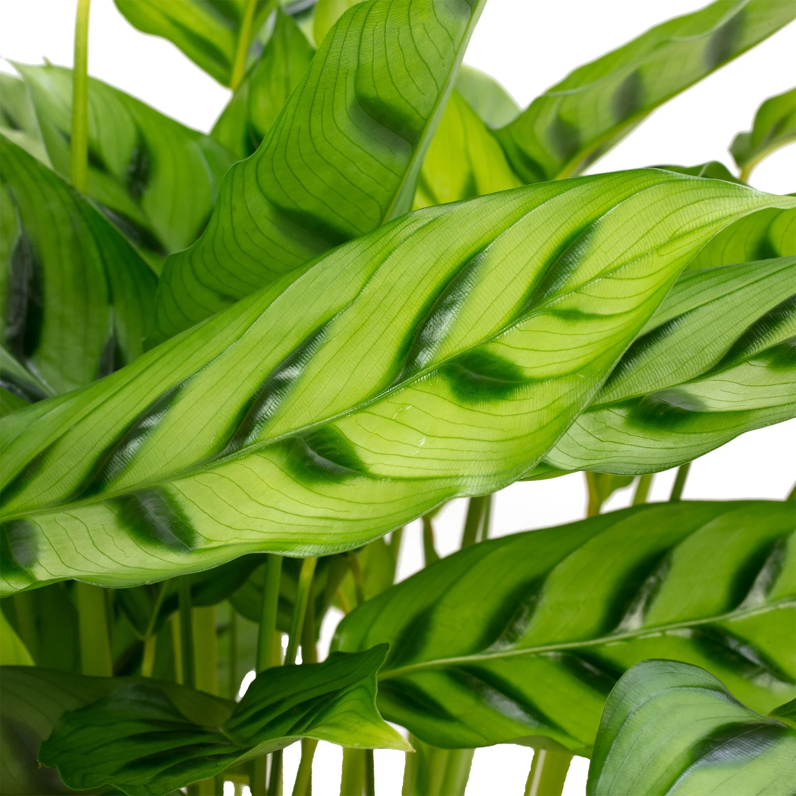 Korbmarante 'leopardina' - Calathea - Höhe ca. 65 cm, Topf-Ø 17 cm - Image 3
