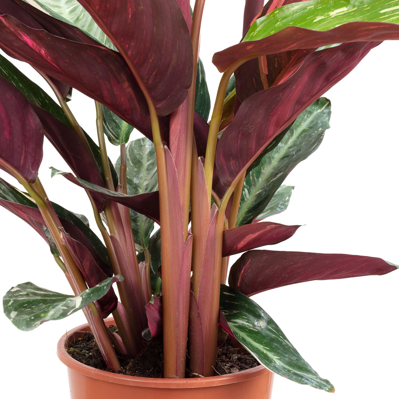 Korbmarante 'magicstar' - Calathea - Höhe ca. 65 cm, Topf-Ø 17 cm - Image 2