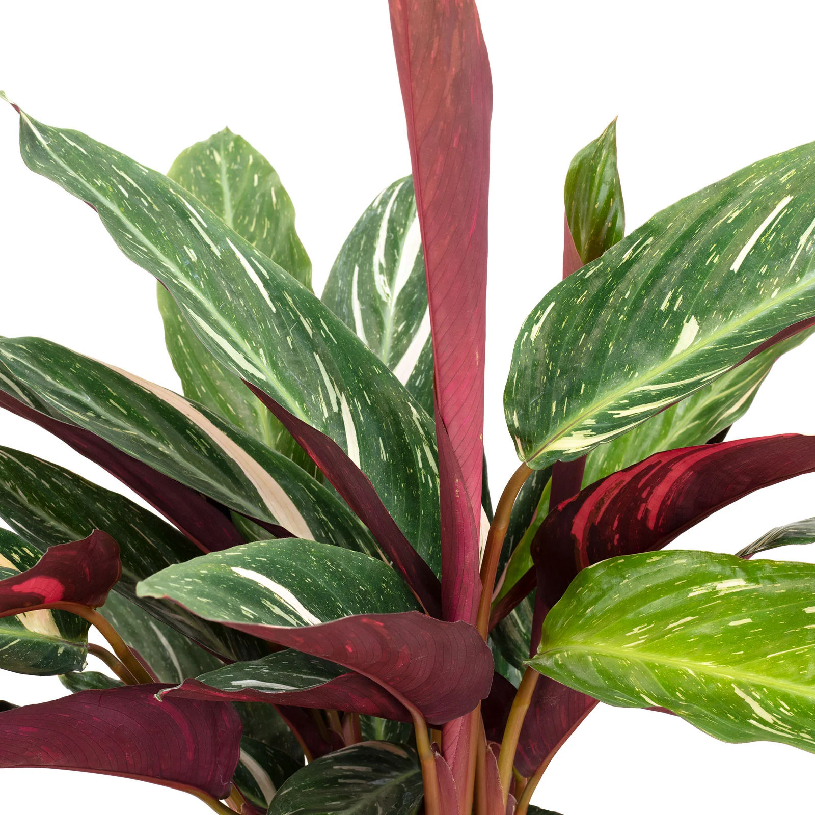 Korbmarante 'magicstar' - Calathea - Höhe ca. 65 cm, Topf-Ø 17 cm - Image 3