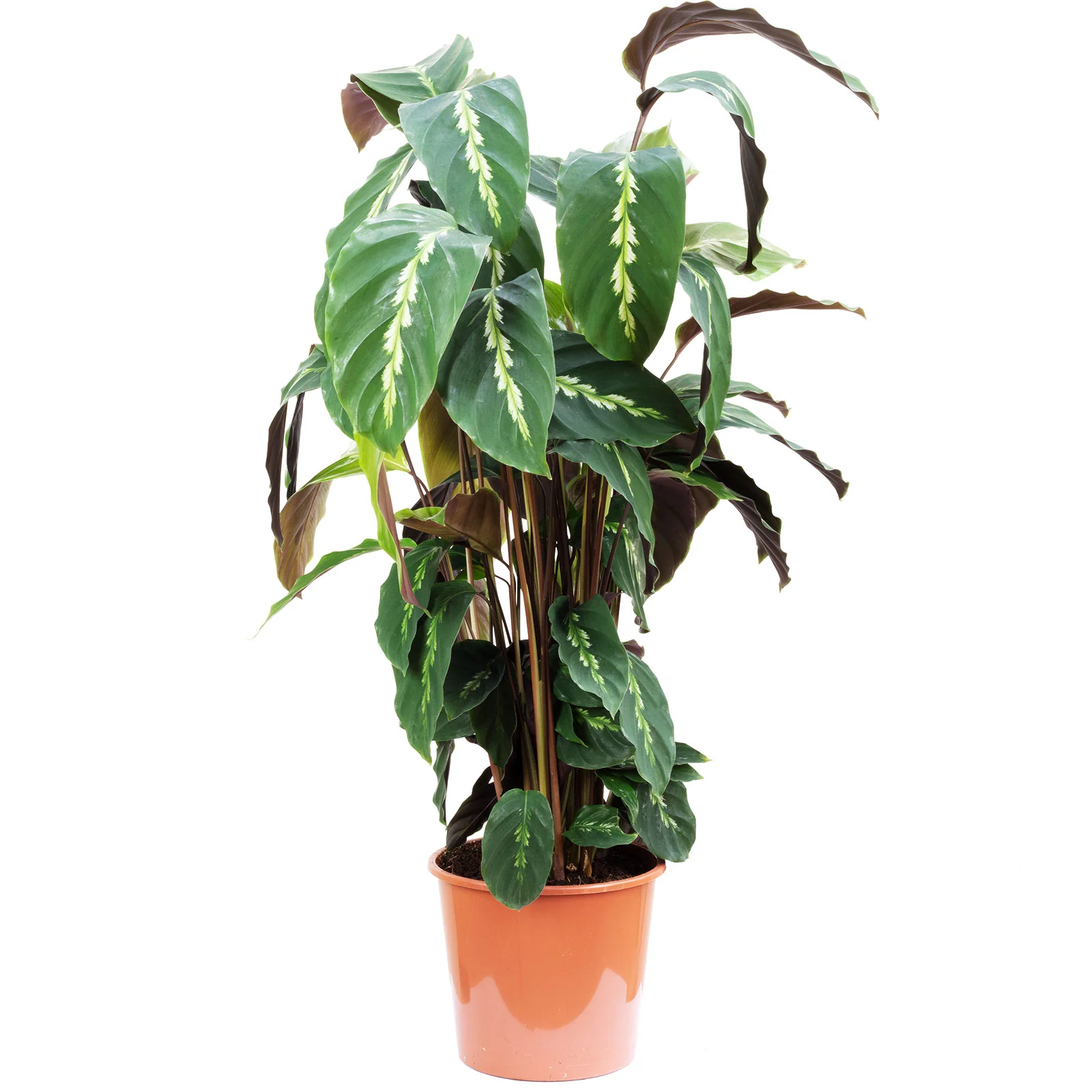 Korbmarante 'mauiqueen' - Calathea - Höhe ca. 65 cm, Topf-Ø 17 cm