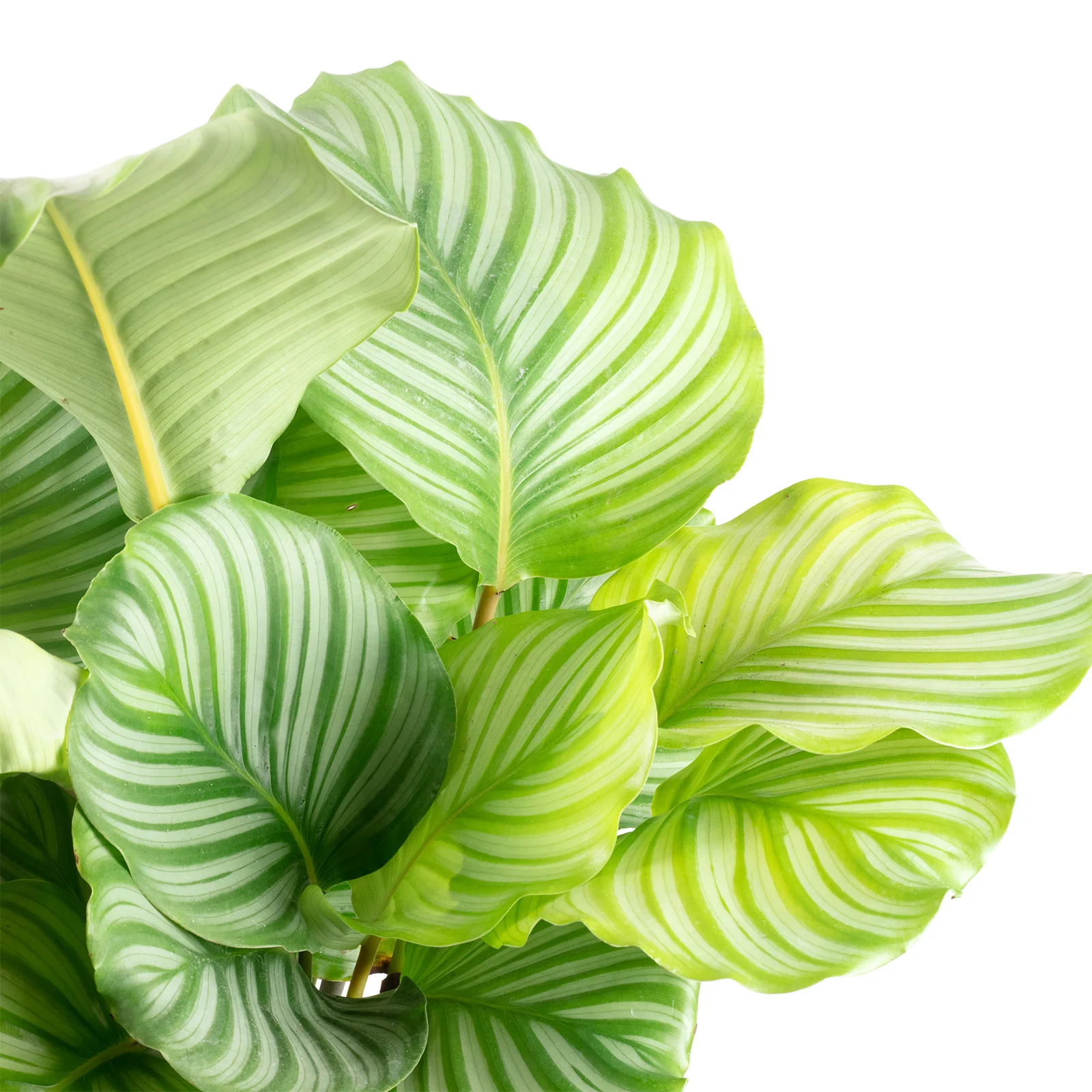 Korbmarante Ornata - Calathea Orbifolia - Höhe ca. 45 cm, Topf-Ø 17 cm - Image 2