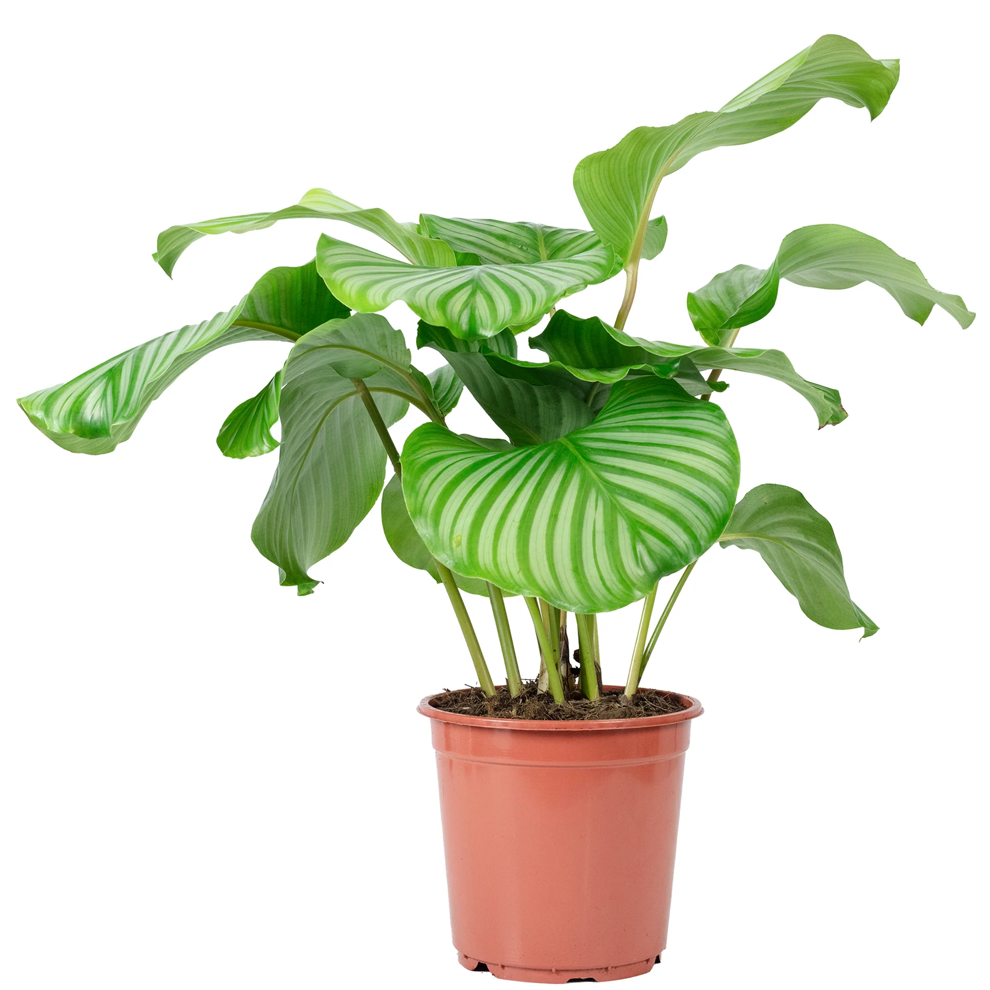 Korbmarante Ornata - Calathea Orbifolia - Höhe ca. 60 cm, Topf-Ø 21 cm