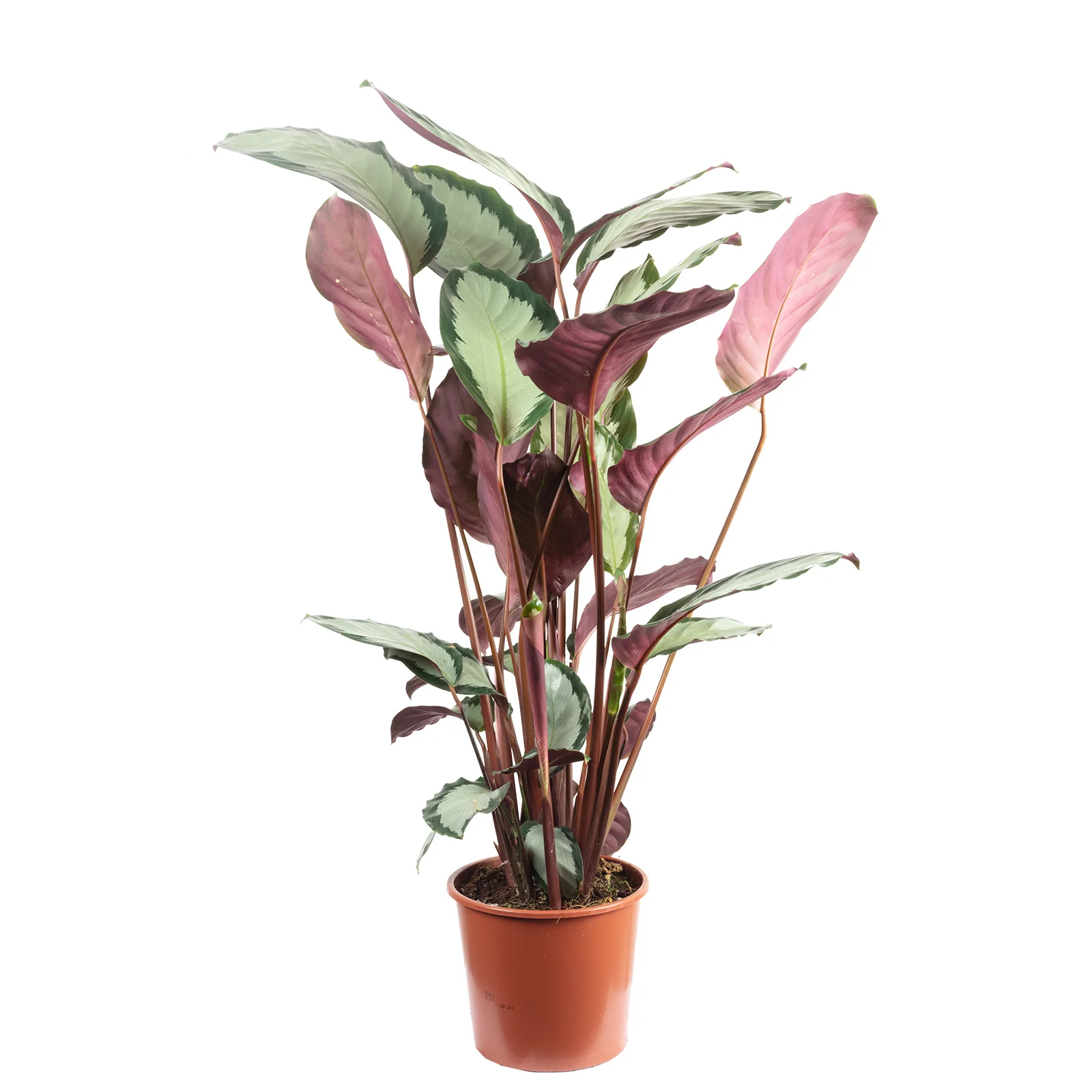 Korbmarante Ornata - Calathea Picturata - Höhe ca. 75 cm, Topf-Ø 17 cm