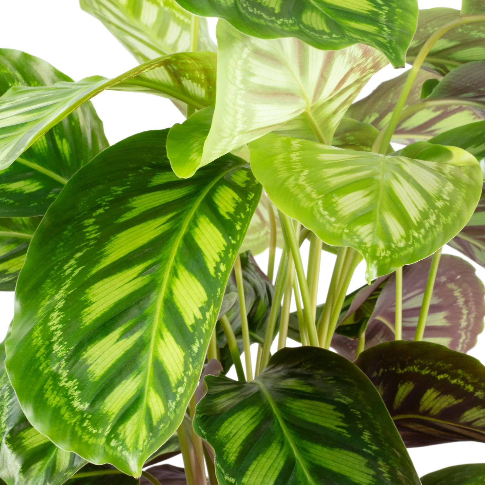 Korbmarante Rosea Mix - Calathea Rosea - Höhe ca. 65 cm, Topf-Ø 19 cm - Image 6