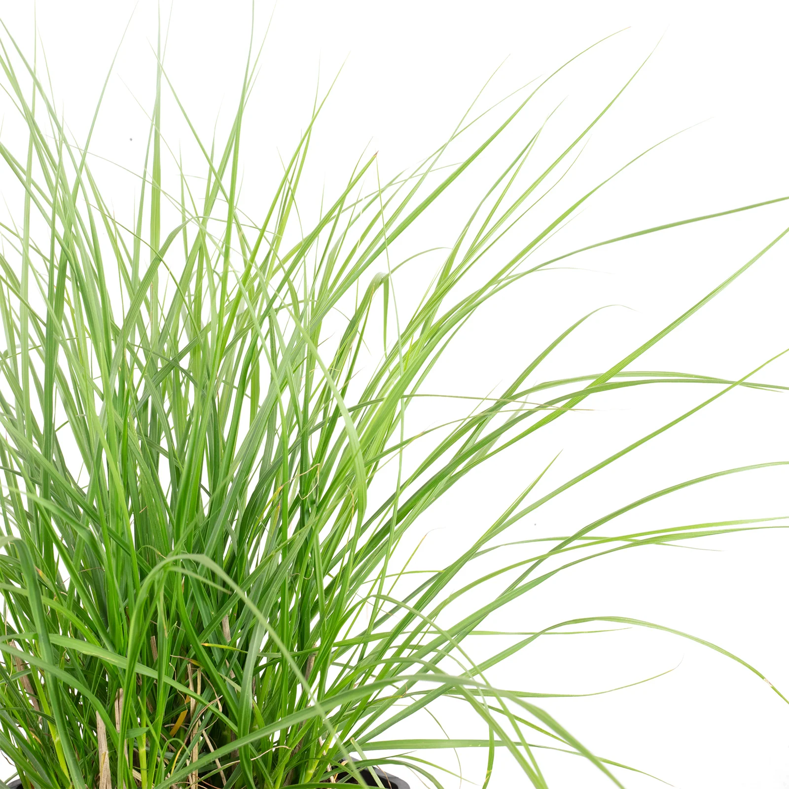 Lampenputzergras - Pennisetum alopecuroides 'Hameln' - Höhe ca. 40 cm, Topf-Ø 23 cm - Image 2