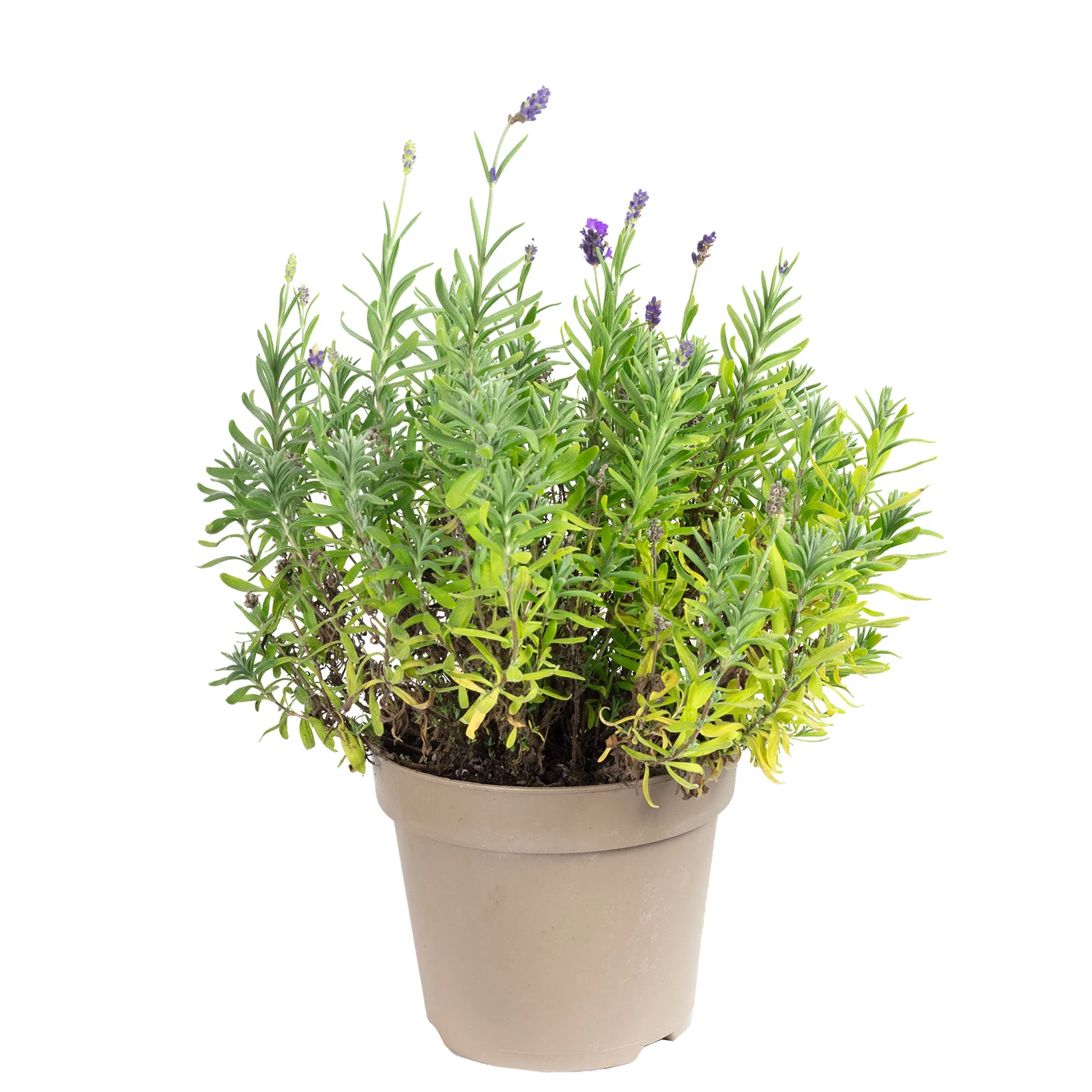 Lavendel - Lavandula angustifolia 'Hidcote' - Höhe ca. 25-35 cm, Topf-Ø 17 cm