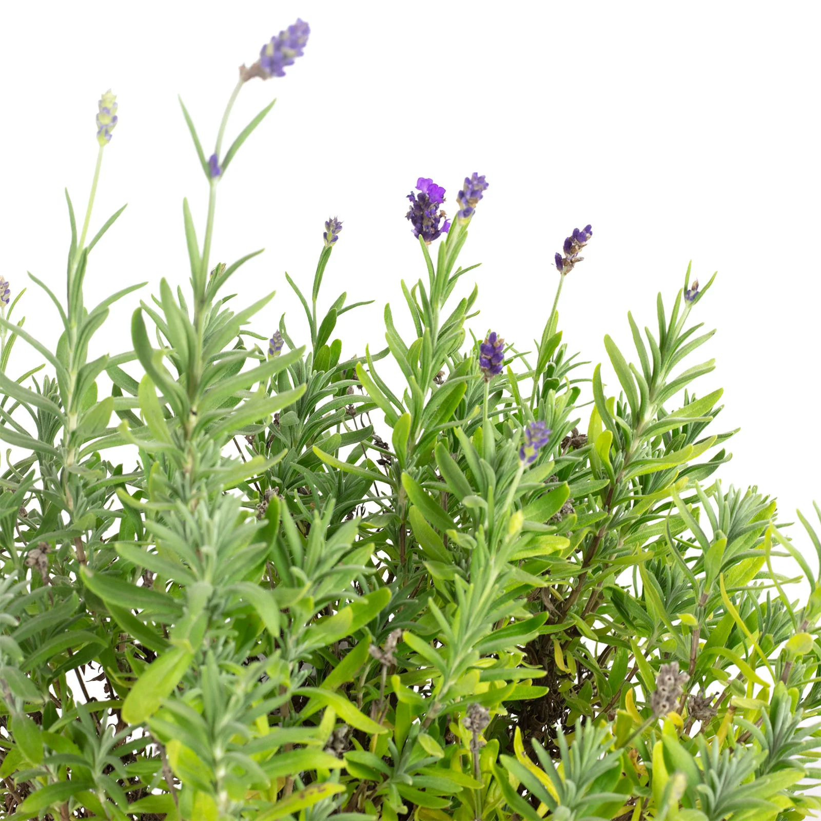 Lavendel - Lavandula angustifolia 'Hidcote' - Höhe ca. 25-35 cm, Topf-Ø 17 cm - Image 2