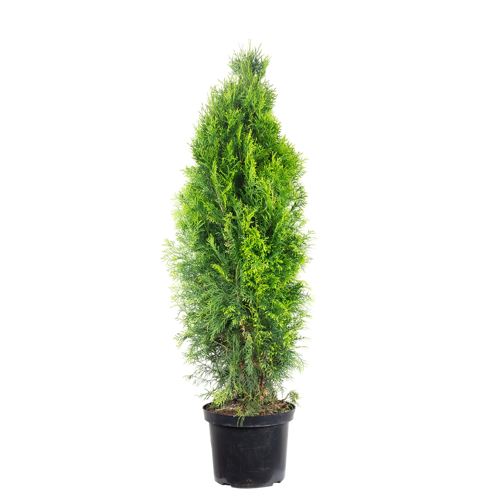 Lebensbaum "Smaragd" C10 - Thuja occidentalis smaragd - Höhe ca. 120-140 cm