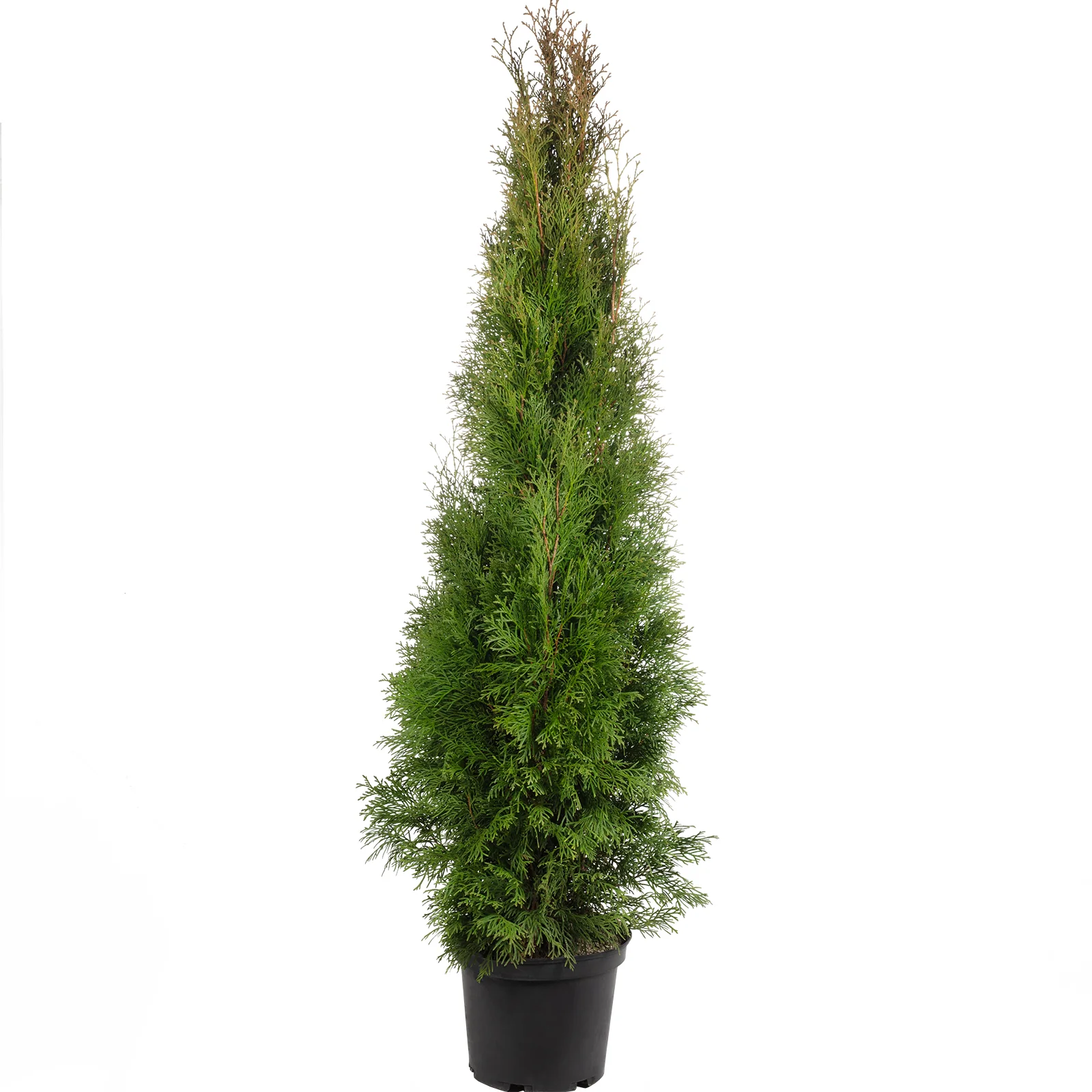 Lebensbaum "Smaragd" C5 - Thuja occidentalis smaragd - Höhe ca. 100-120 cm