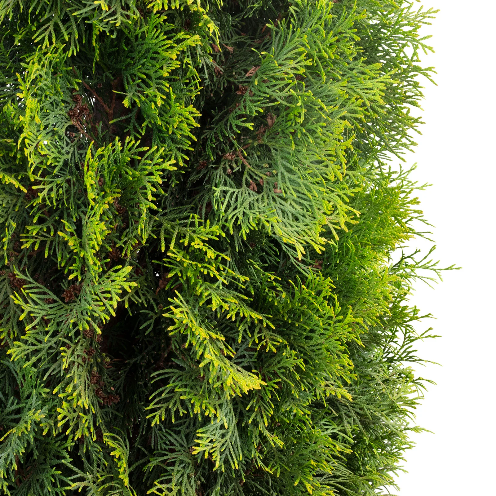 Lebensbaum - Thuja occidentalis smaragd - Höhe ca. 250 cm, Topf-Ø 50 cm - Image 2