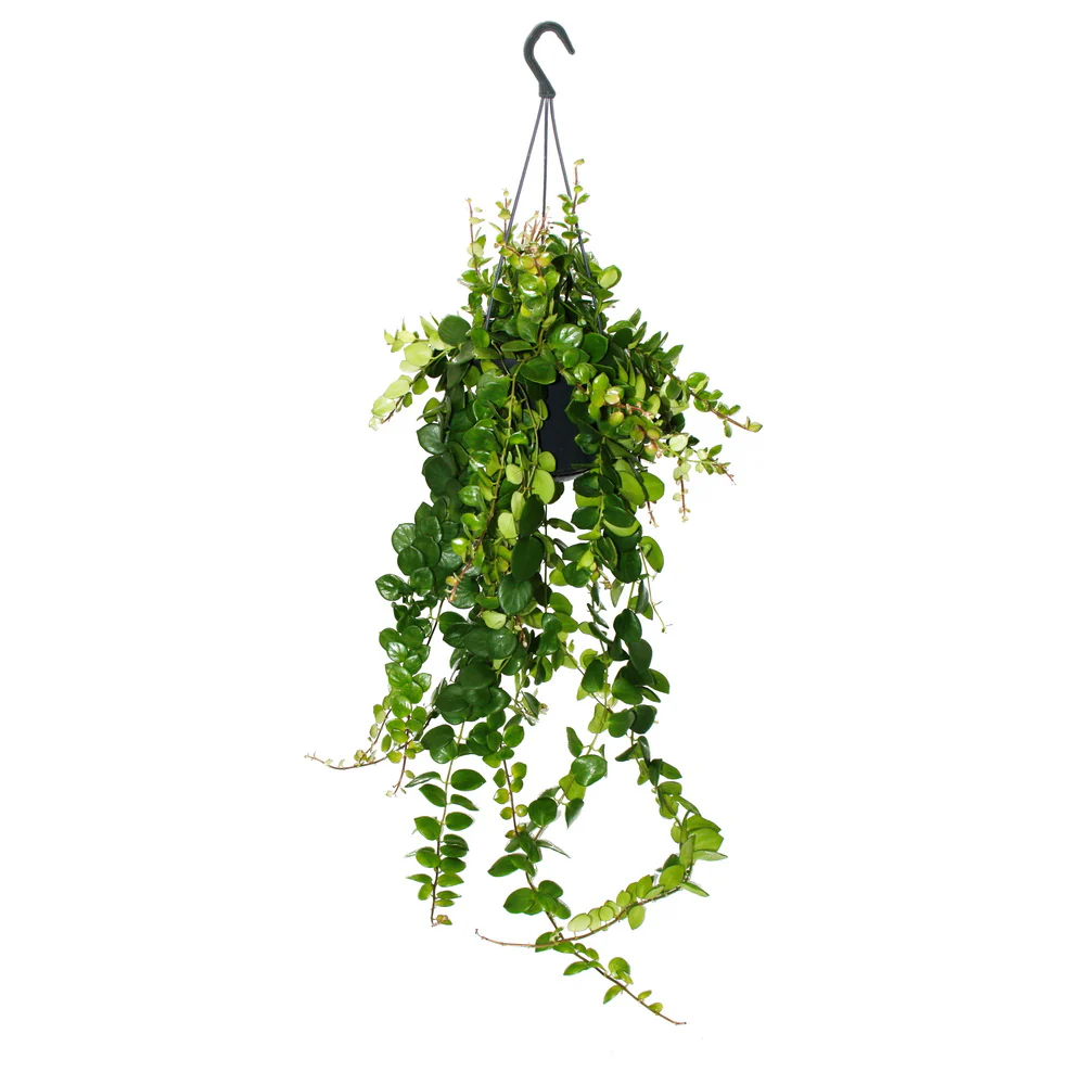 Lippenstiftpflanze - Schamblume - Aeschynanthus "Pink Polka" - hängende Pflanze im 15cm Ampeltopf