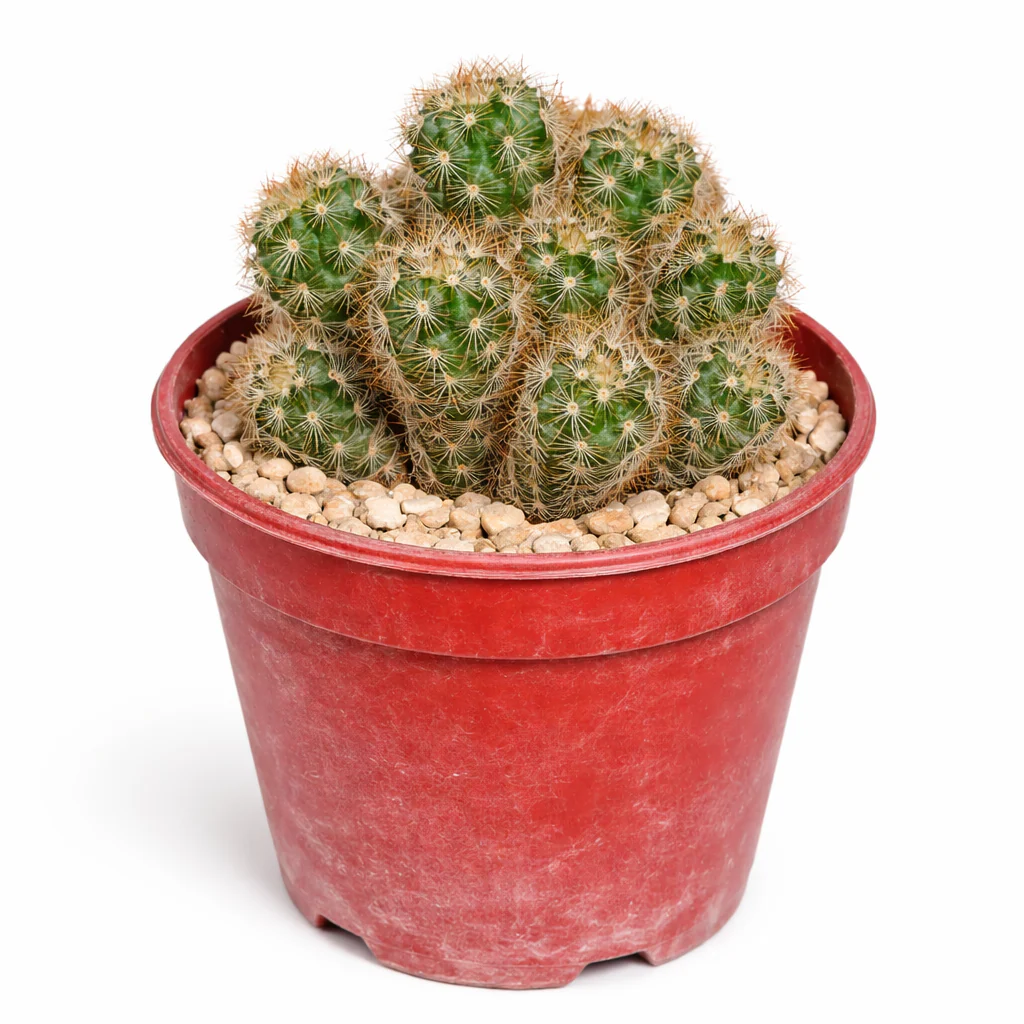 Mammilaria elongata anguinea - seltener Kugelkaktus - Rarität - 6,5cm Topf - 15cm hoch - Image 2