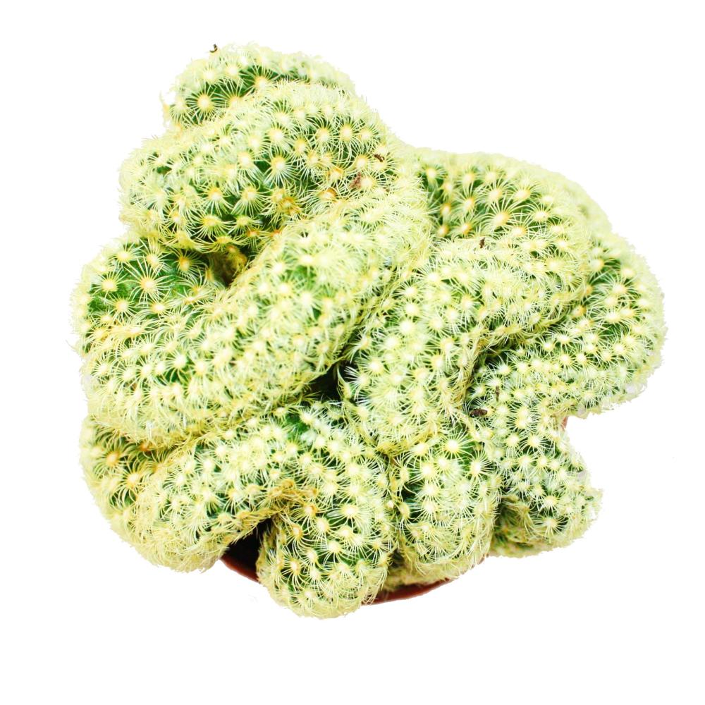 Mammillaria elongata cristata - Kleines Gehirn" - im 8,5cm Topf" - Image 2