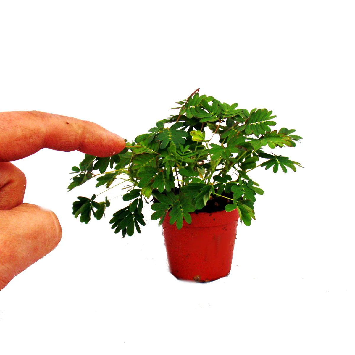 Mimosa "Touch-Mich-Nicht-An" - La plante qui réagit au toucher - pot de 9cm