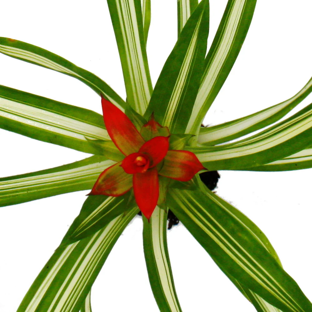 Mini-Guzmanien-Trio - Set mit 3 bunten Bromelien in 3 Farben - 5,5cm Topf - Image 8