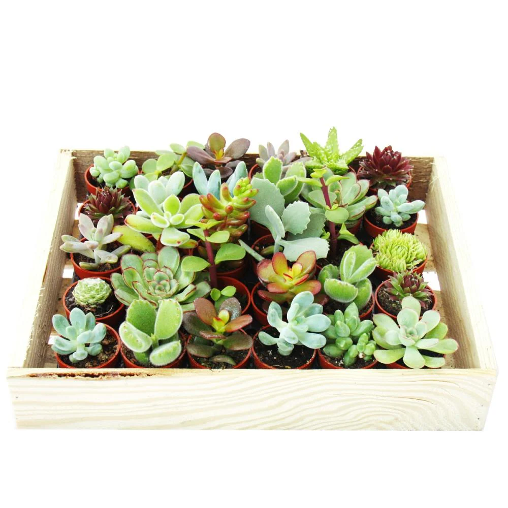 Mini-Sukkulenten 3,5cm Topf - Holzkiste mit 30 Pflanzen - Image 2