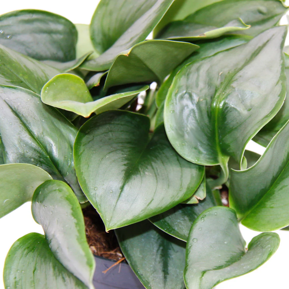 Mondschein-Efeutute - Scindapsus pictus 'Moonlight' - 12cm Topf - Image 2