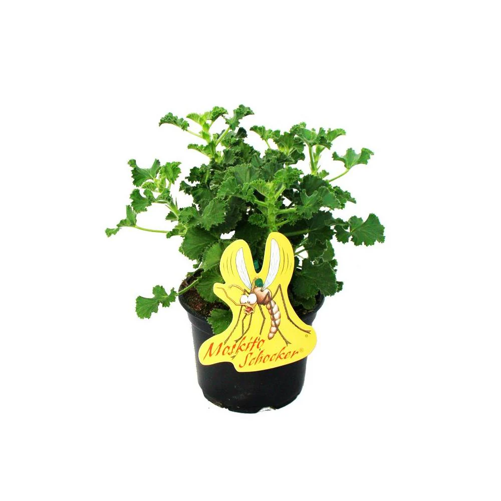 Moskito-Schocker Duftgeranie 3 Pflanzen Pelargonium crispum Ideal zum vertreiben von Mücken + Wespen - Image 3